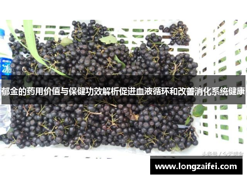 郁金的药用价值与保健功效解析促进血液循环和改善消化系统健康